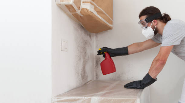 Professional Basement Mold Remediation technician working in Highland Park, MI