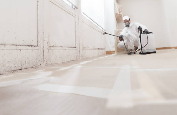 24/7 Emergency Basement Mold Remediation experts in Highland Park, MI