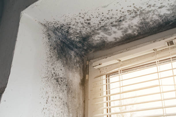 Affordable Mold Remediation solutions in Highland Park, MI